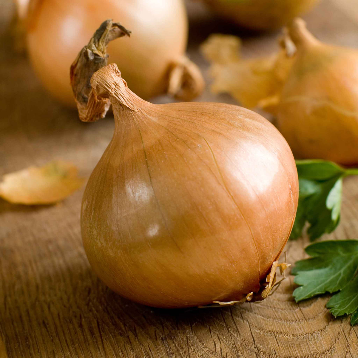 A close-up shot of a single Texas Early Grano onion, showcasing its smooth, light-yellow skin.