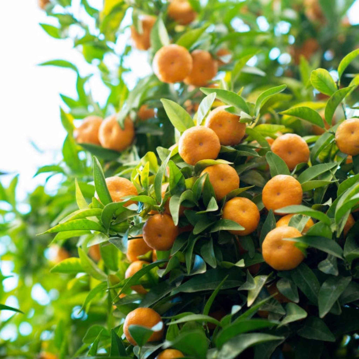 A close-up view of a owari satsuma tree branch covered with bright orange fruits and glossy green leaves, photographed outdoors in natural light.