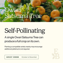 Informational graphic for a Owari Satsuma Tree, featuring a top photo of satsumas and text stating it is self-pollinating and produces a full crop on its own.