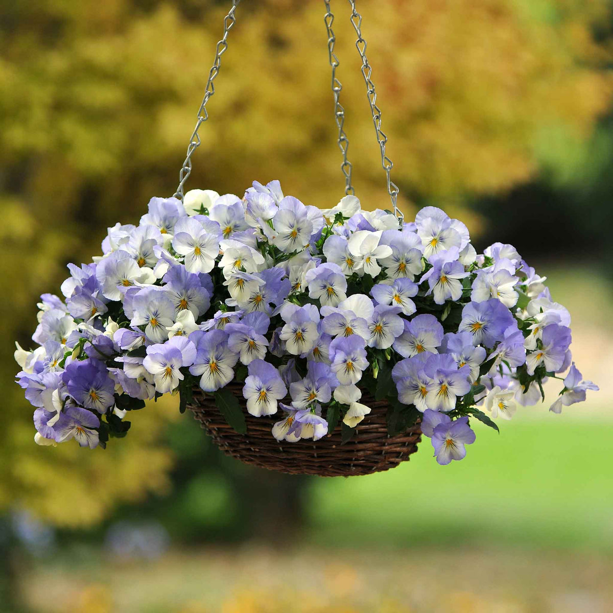 Pansy cool wave frost purple and white bloom with dark center in a garden setting.