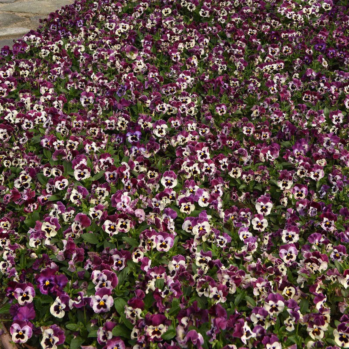 Pansy frizzle sizzle raspberry deep pink ruffled bloom with dark veins on a blurred backdrop.