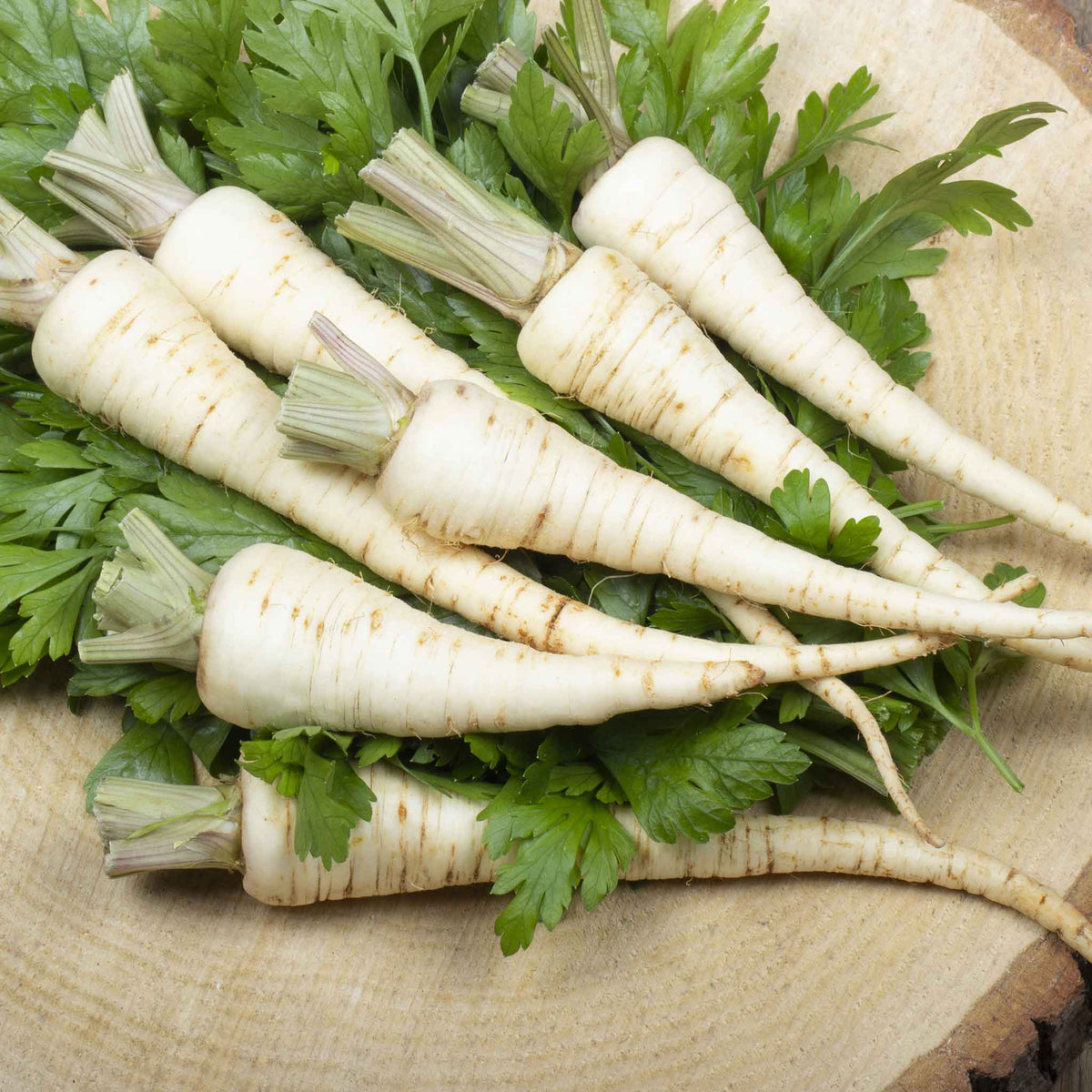 A close-up of Harris Model parsnips with white skin and a pointed end, lying on a dark surface.