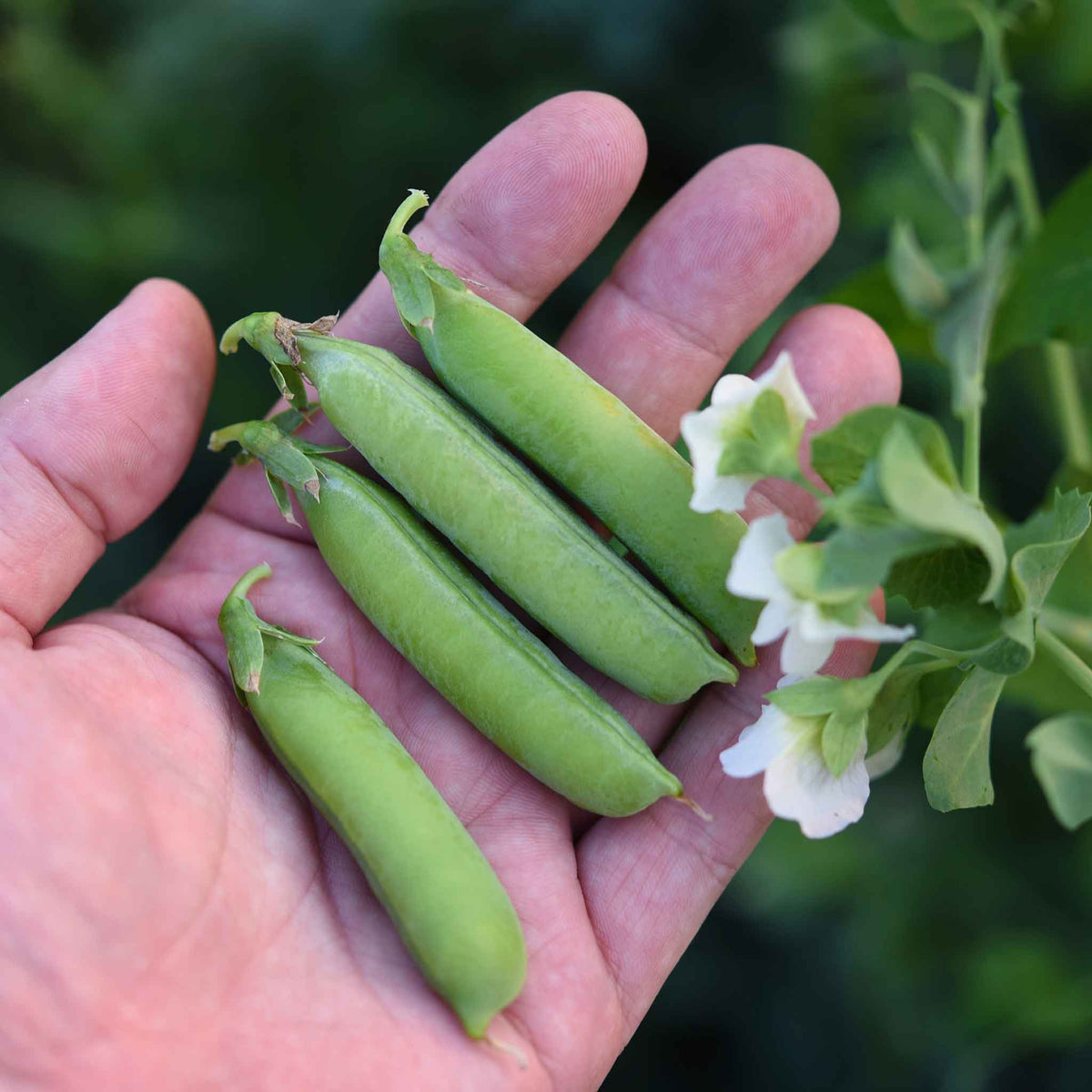 A hand holding Little Marvel pea pods freshly harvested.