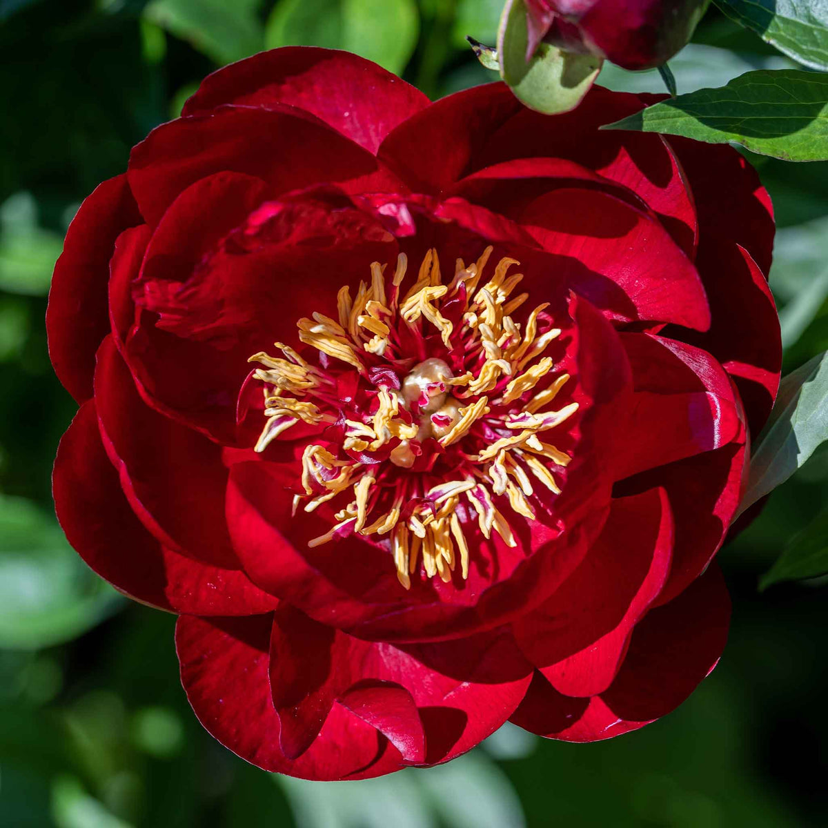 Deep mahogany-red semi-double buckeye belle peony with golden-yellow stamens on a green leafy background.