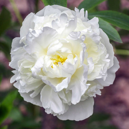 Creamy-white double duchesse de nemours peony with a yellow center and green foliage on a clear day.