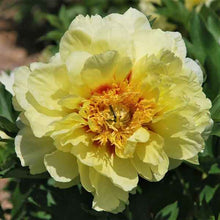 Large double yellow bartzella peony blossom with a deep red center and green foliage.