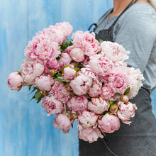 A person holding a bouquet of jumbo sarah bernhardt peony flowers with a blue background.