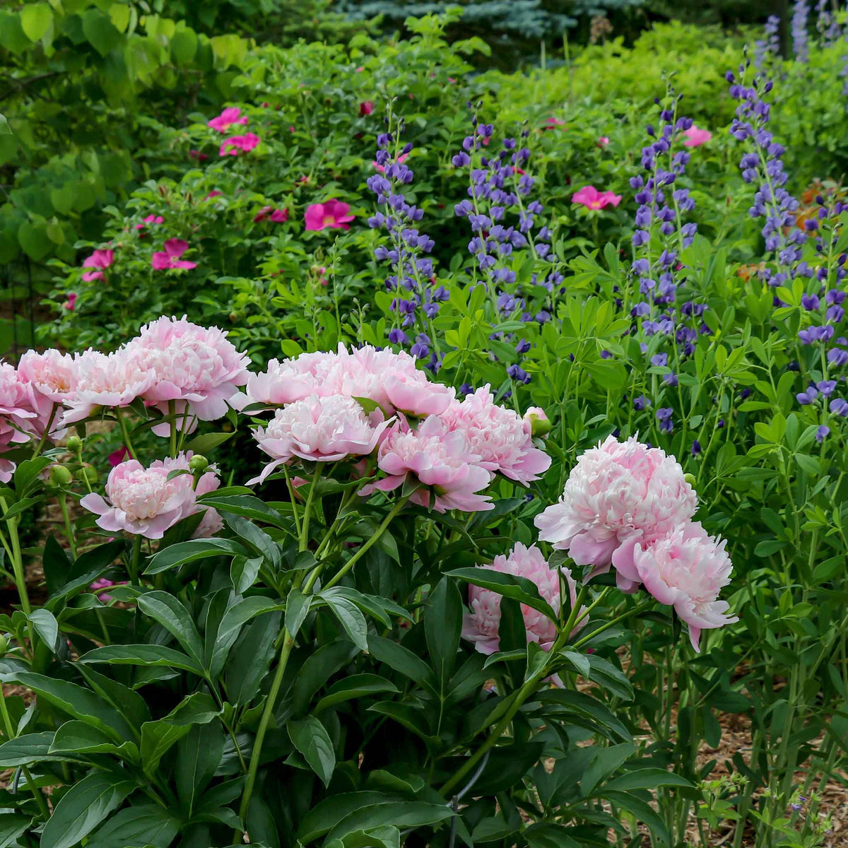 A large, pink jumbo sarah bernhardt peony with ruffled edges on a dark green leafy stem.