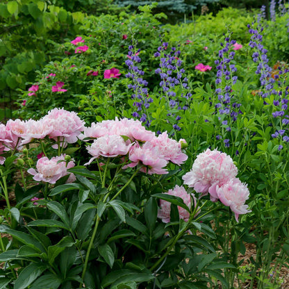 A large, pink jumbo sarah bernhardt peony with ruffled edges on a dark green leafy stem.