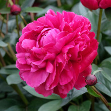 A close-up of a red peony red sarah bernhardt with lush, ruffled petals and a golden center.