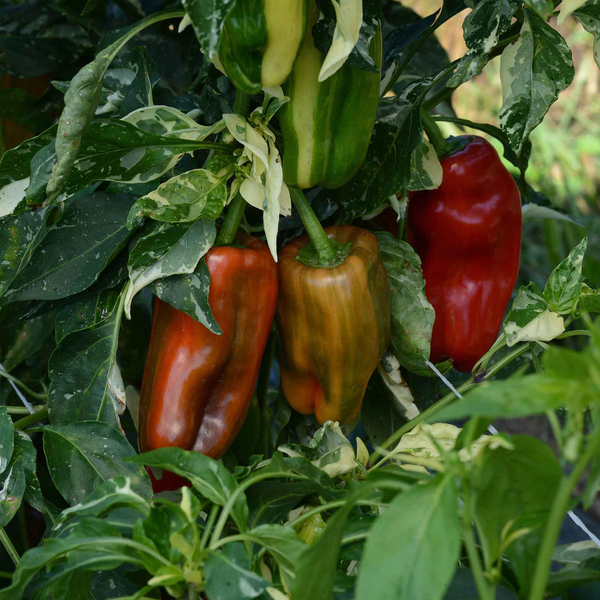 A ripe, red Candy Cane Chocolate Cherry pepper, striped with green, hangs on a plant in a garden.