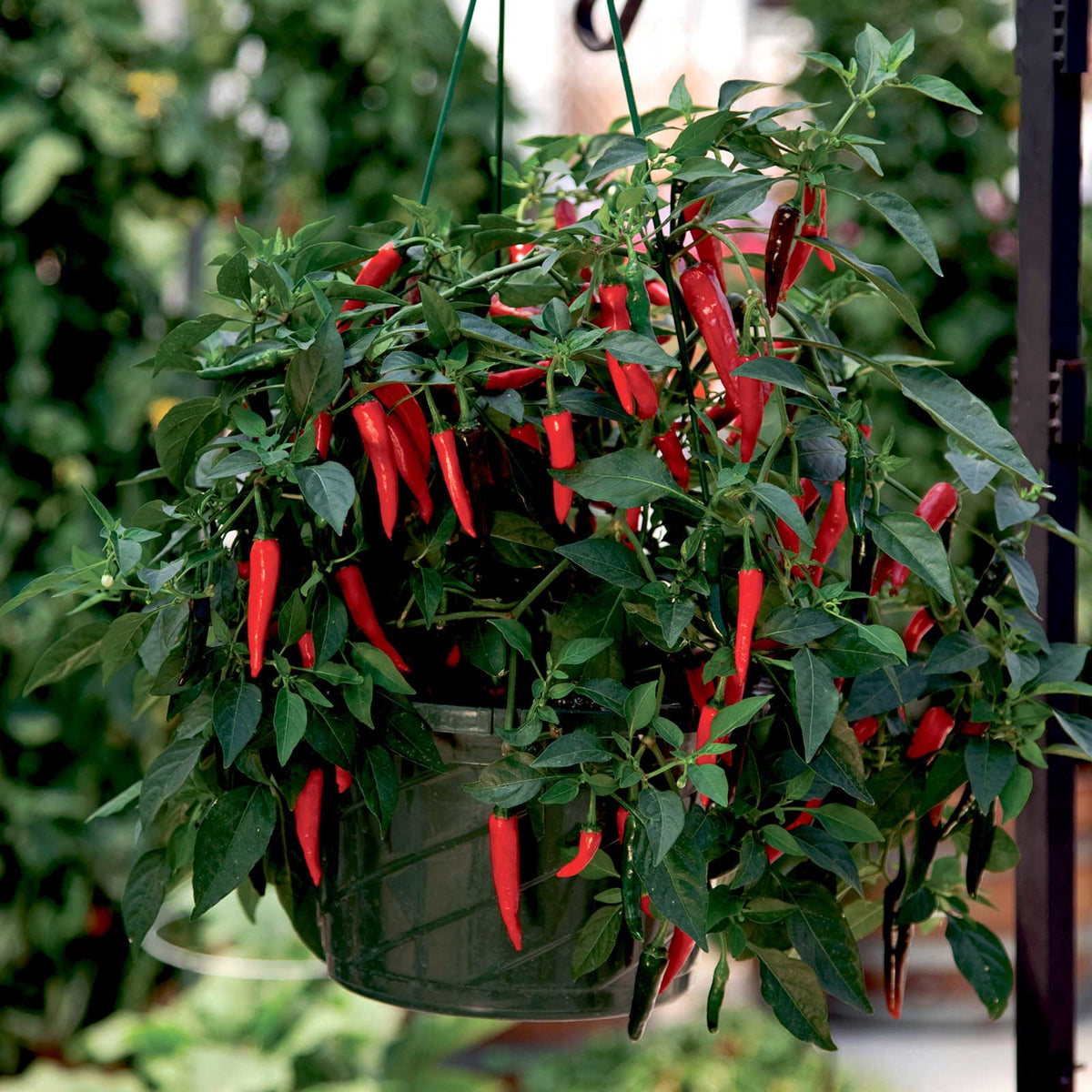 Hanging basket with red cayennetta peppers and green leaves
