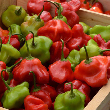 A red, oddly shaped Mad Hatter pepper with multiple lobes, resembling a crown or a mushroom, on a plant.
