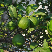 Green persian bearss lime fruits on a tree branch with leaves.