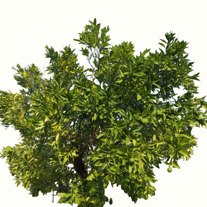 A potted young persian bearss lime tree with green leaves in a black plastic nursery pot, isolated on a white background.