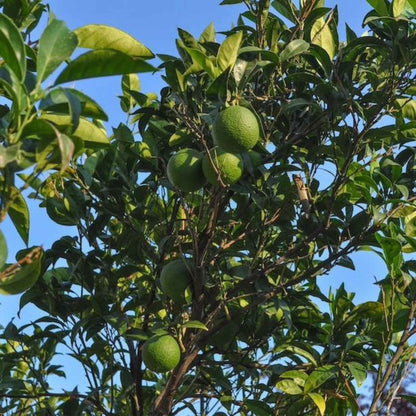 Green persian bearss limes on a tree with a clear blue sky background
