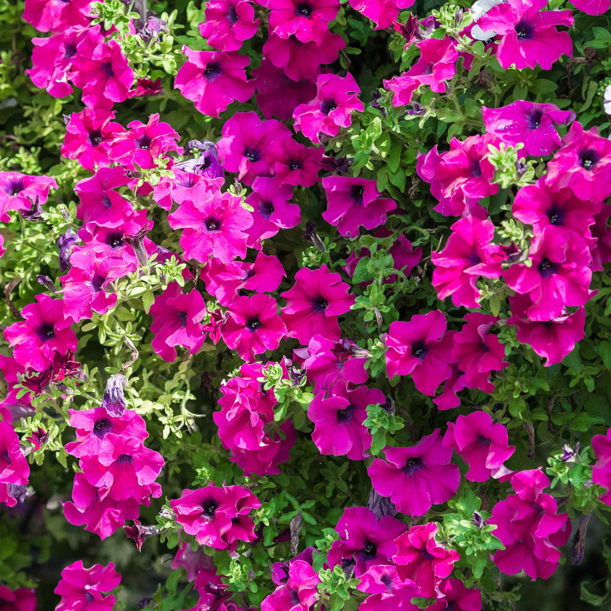 Petunia rose of heaven bright pink blooms densely packed in a sunny garden border.