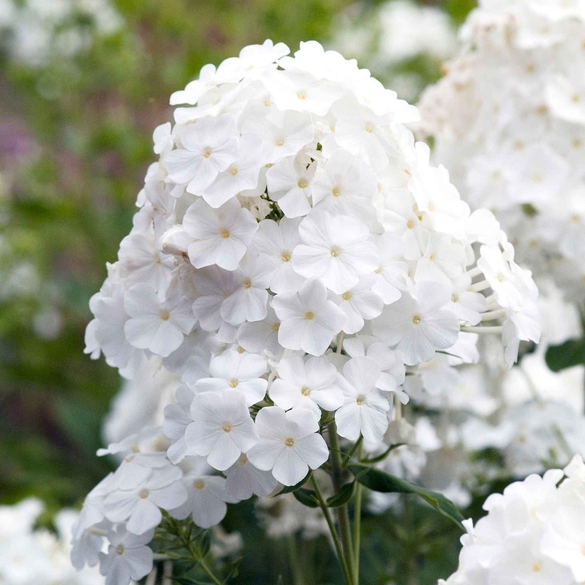 White phlox david blooms in a large cluster with green leaves in a garden.