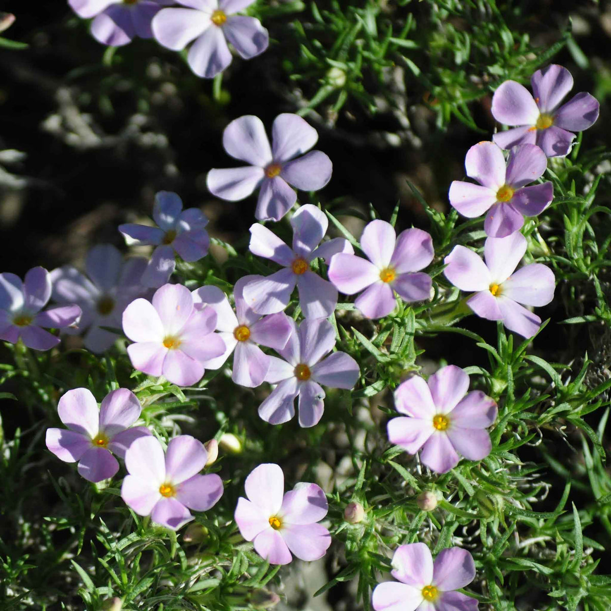 Phlox mountain phlox small white blooms with yellow centers among green foliage.