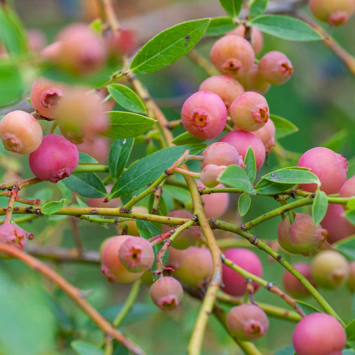 Close-up of a pink lemonade bluelberry plant branch with clusters of pinkish-red berries and green leaves in a natural outdoor setting.