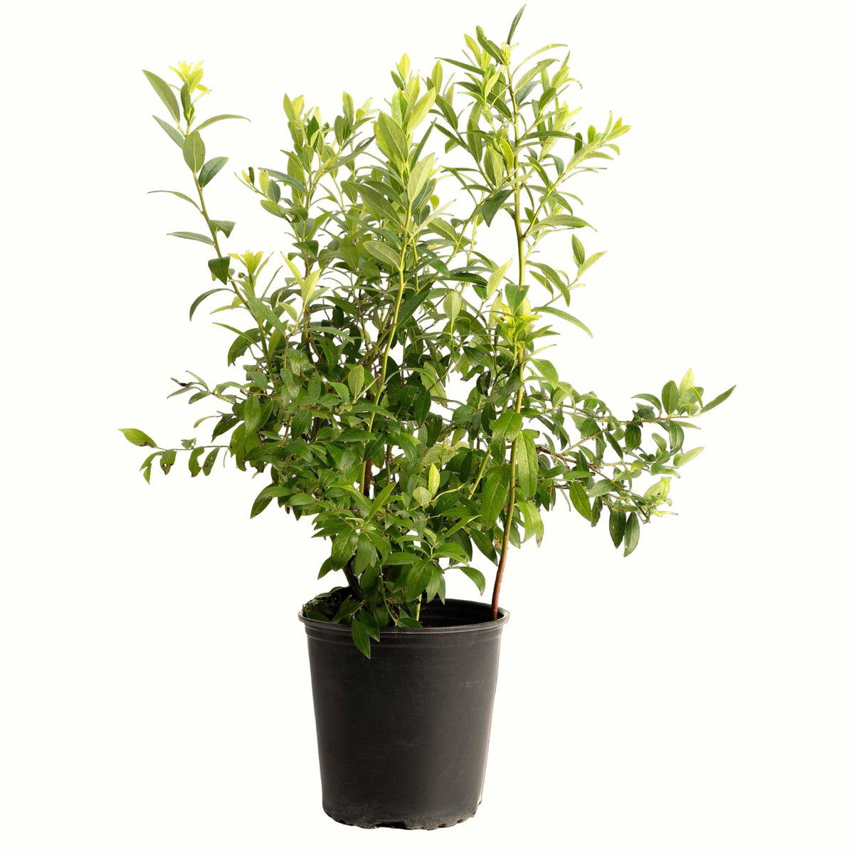 A potted young pink lemonade blueberry bush with green leaves in a black plastic nursery pot, isolated on a white background.