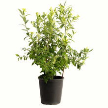 A potted young pink lemonade blueberry bush with green leaves in a black plastic nursery pot, isolated on a white background.