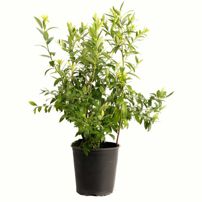 A potted young pink lemonade blueberry bush with green leaves in a black plastic nursery pot, isolated on a white background.
