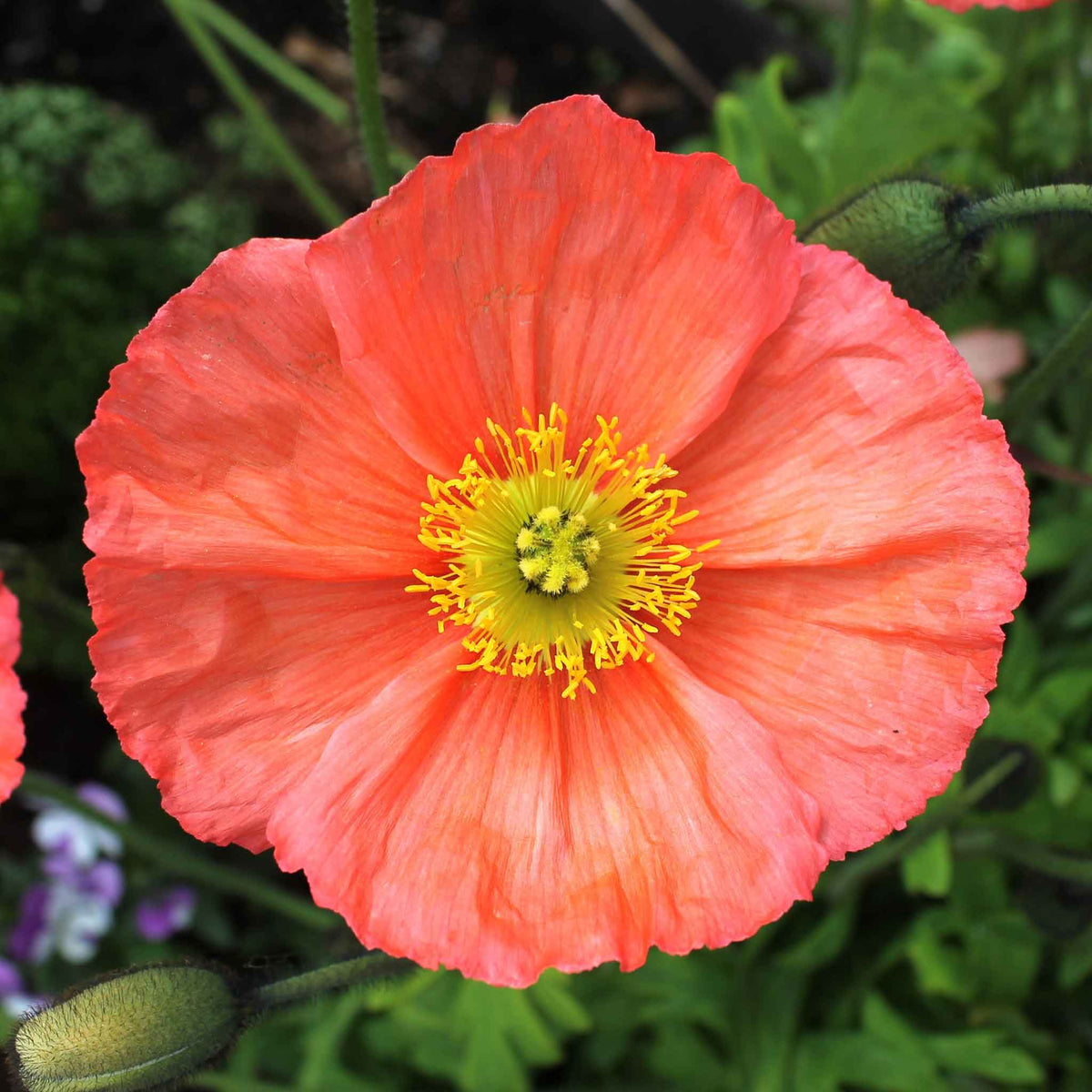 Salmon-orange Iceland Poppy Champagne Bubbles Mixed single bloom on a blurred background