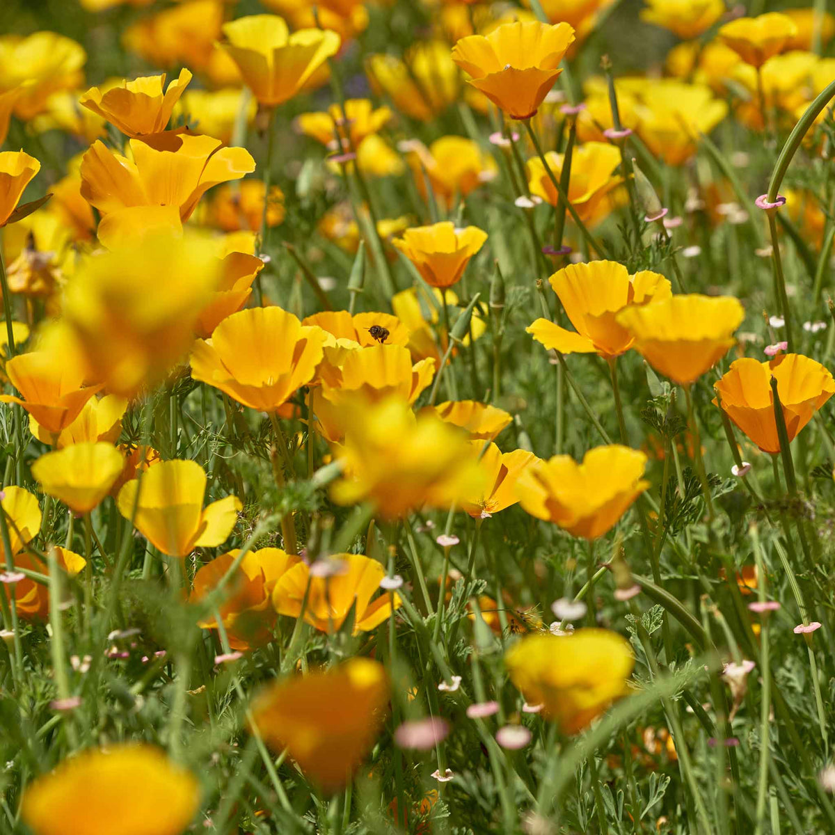 A close-up shot of an orange and yellow chrome queen poppy in full bloom, showcasing its petals.