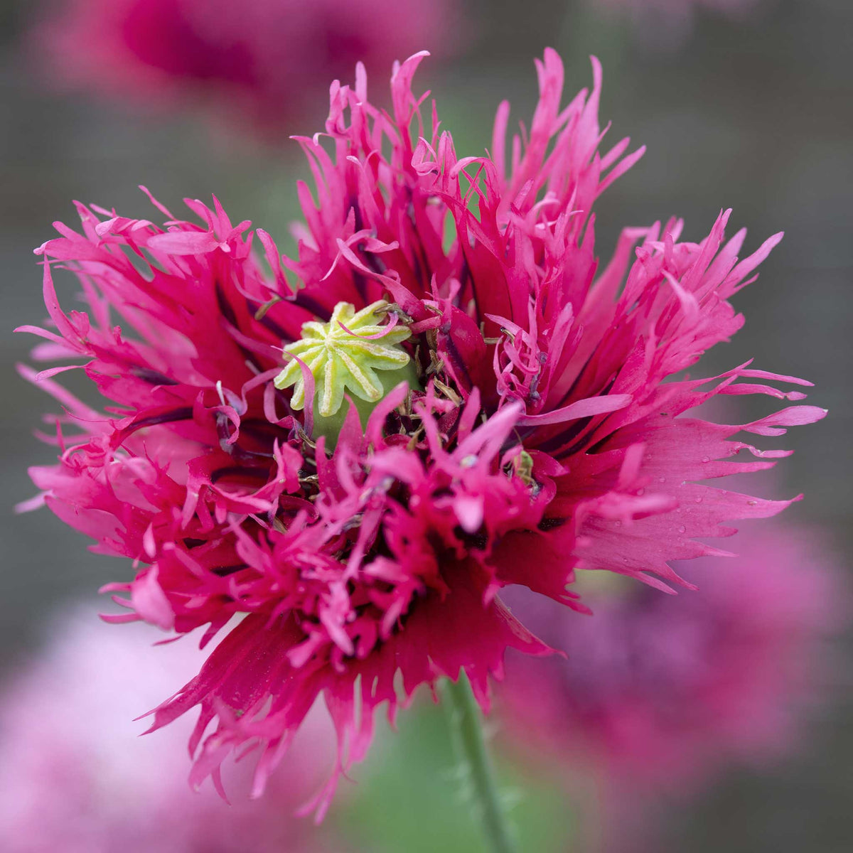Hot pink fringed Poppy Rose Feathers pompom bloom on a blurred pink background