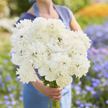 A person holding a bouquet of white poppy white cloud flowers in a natural setting