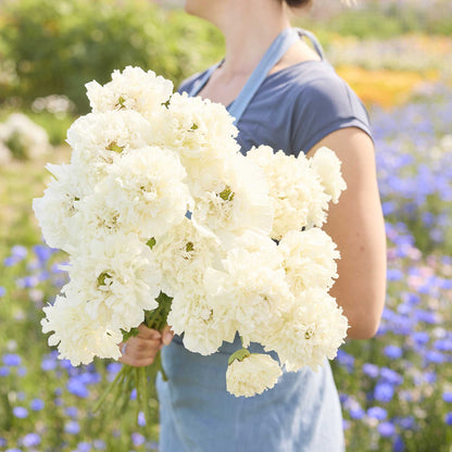 A person holding a bouquet of white poppy white cloud flowers in a natural setting