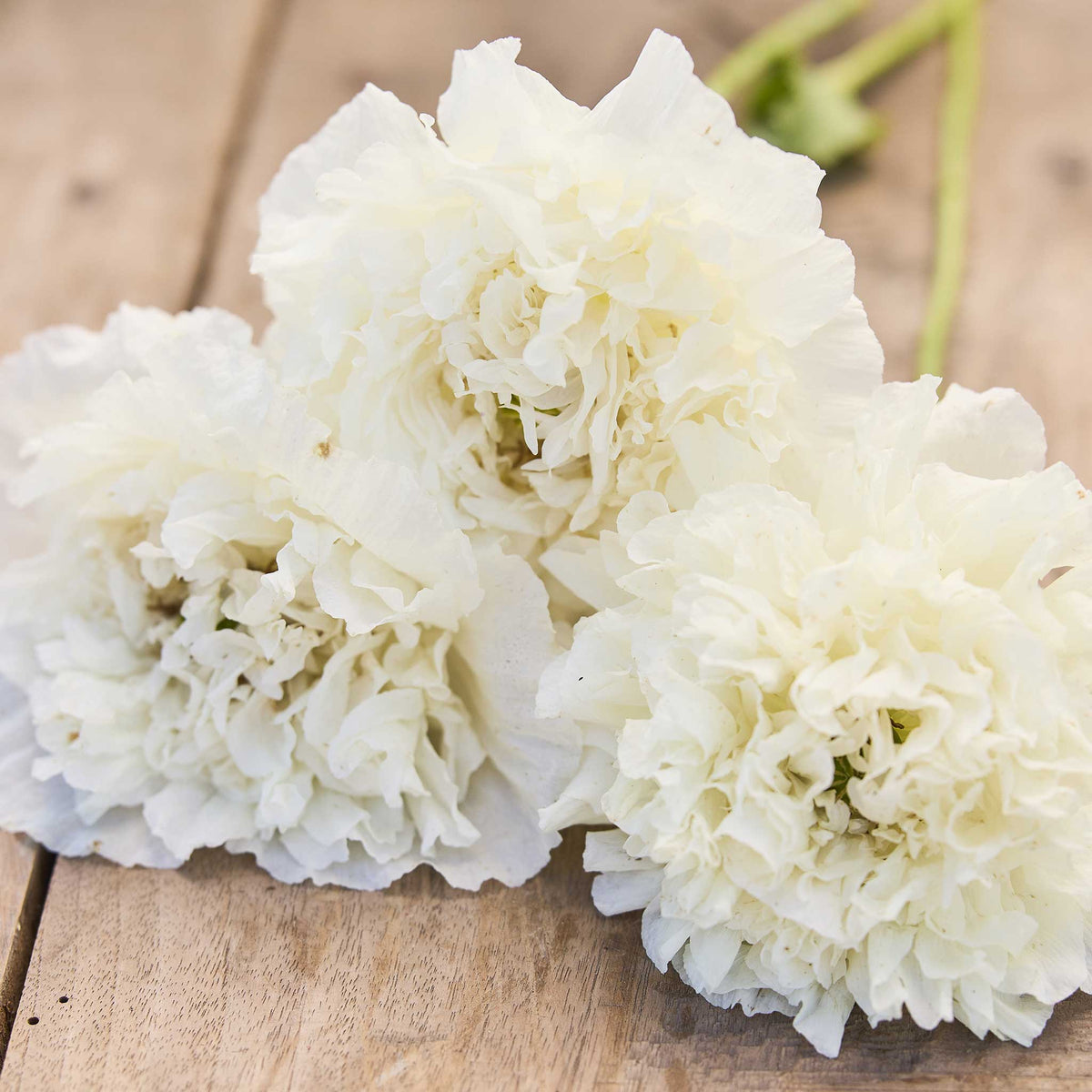 Three blooms of white poppy white cloud flowers in a natural setting