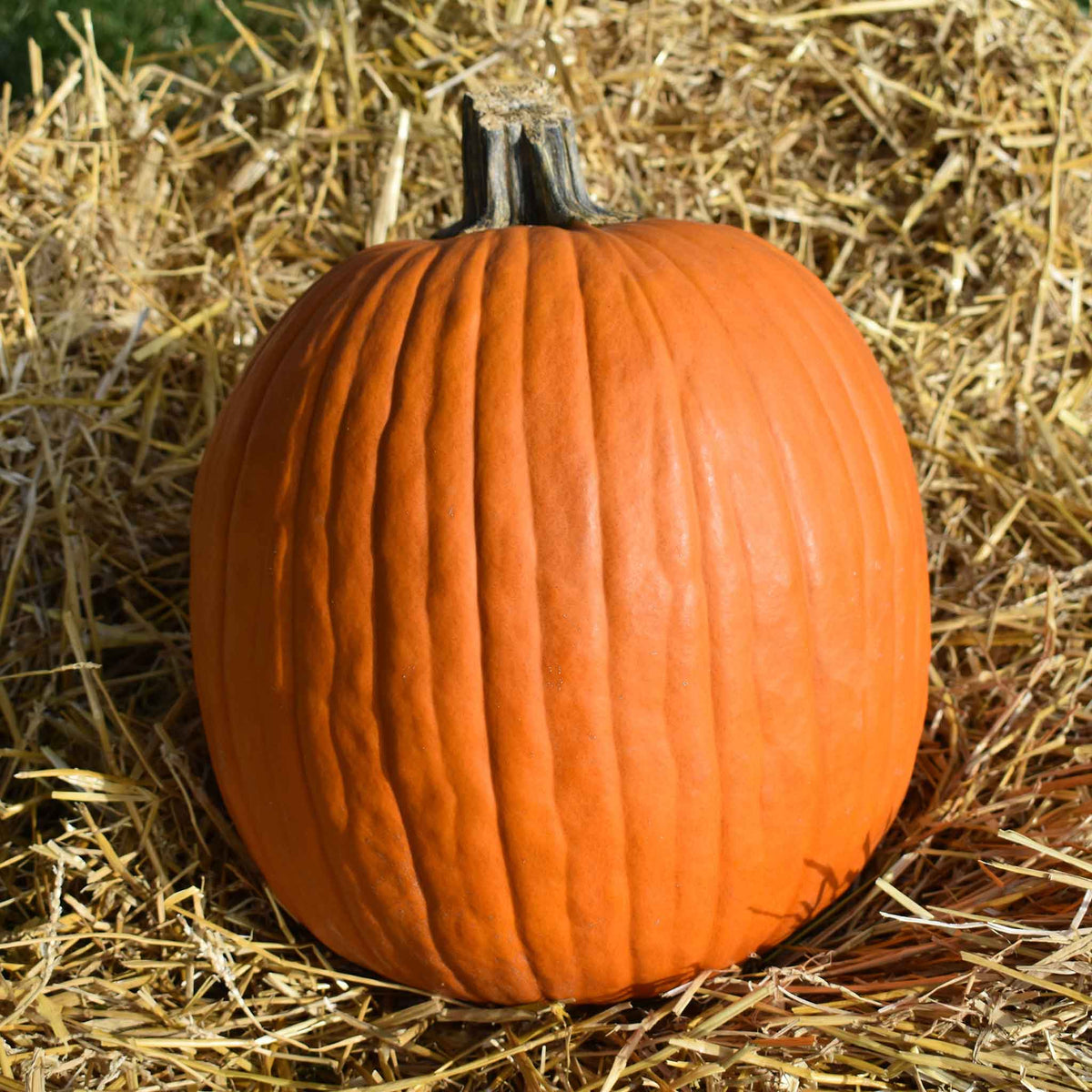 A single, large, Howden's Field pumpkin with deep ridges, sitting in a field, ready for harvest.