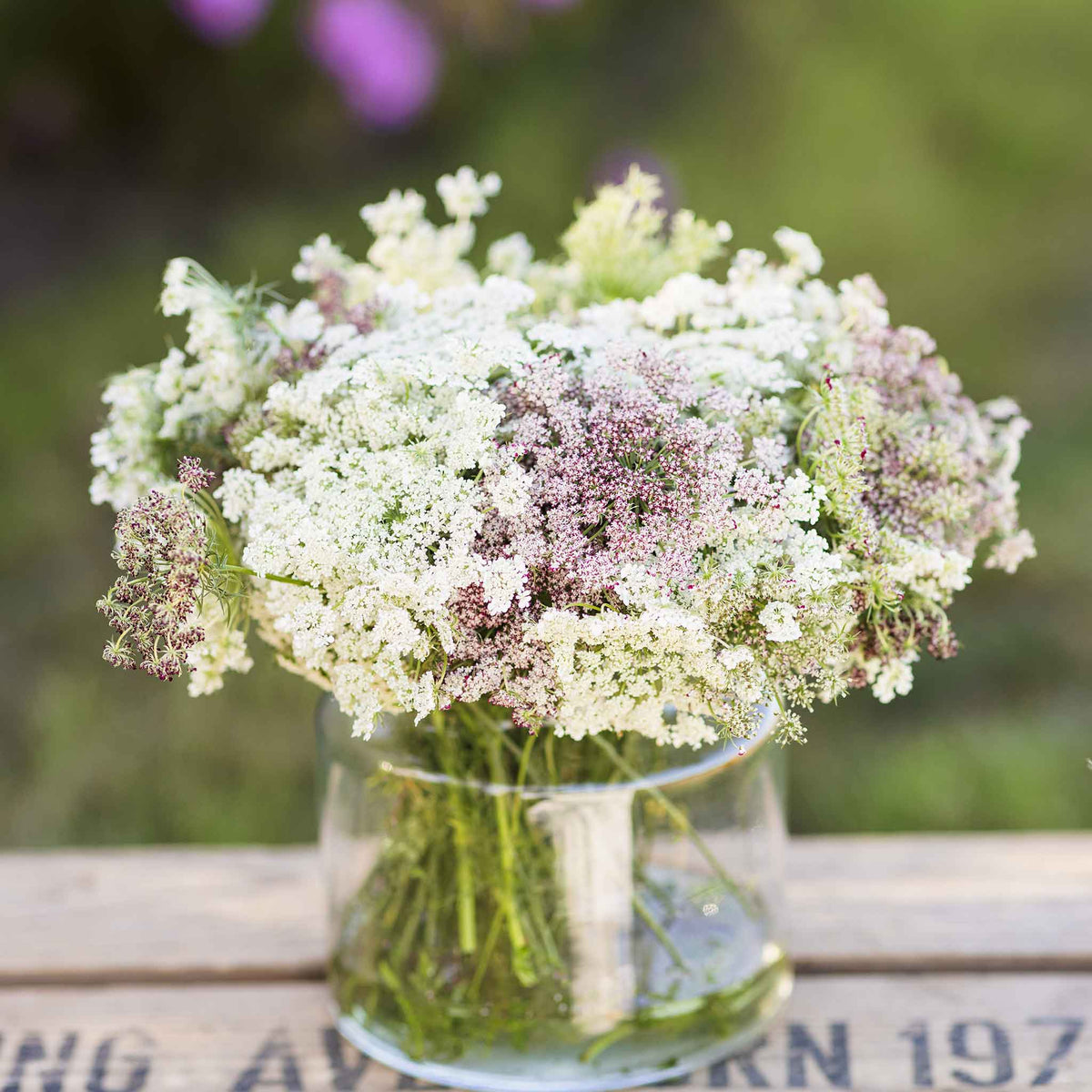 Reddish-brown Chocolate Lace Flower with white centers on a soft blurred background