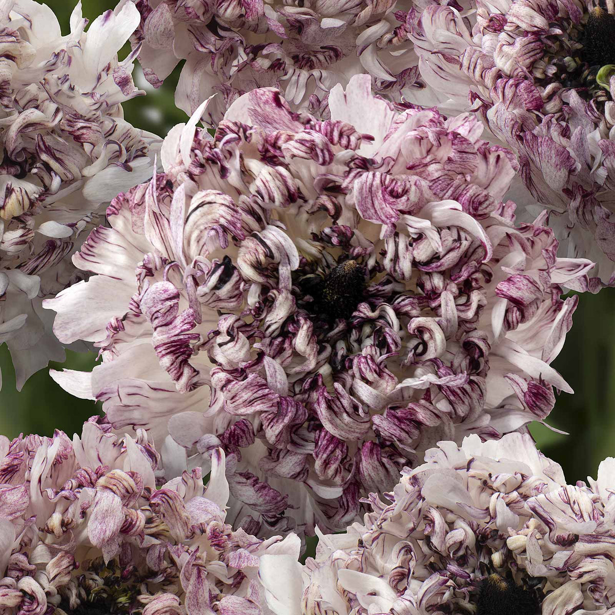 Close-up of white and purple brushmark seti ranunculus flowers with a blurred green background