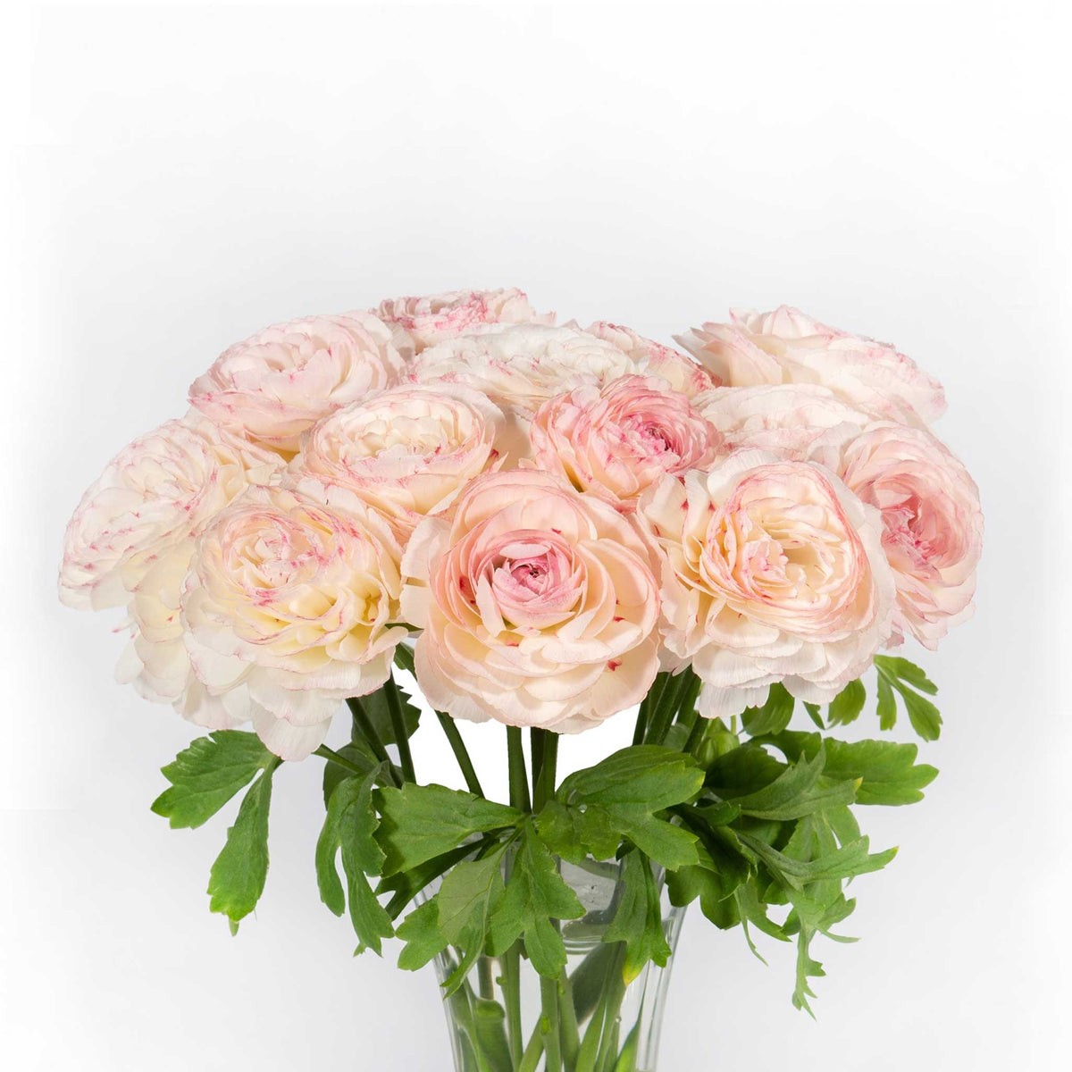 A bouquet of light yellow with pink tips romance orleans ranunculus flower with a white background