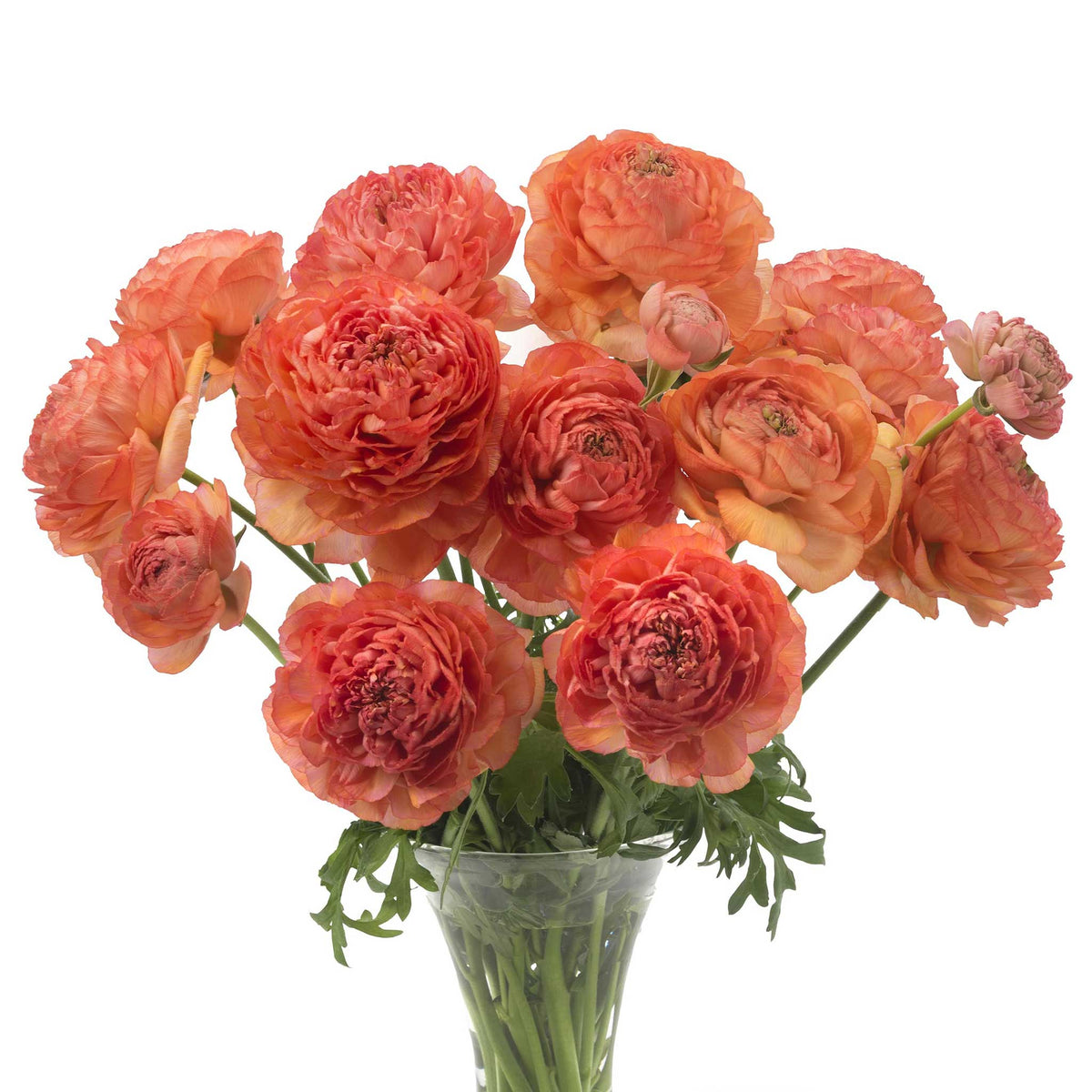 A bouquet of red romance paradou ranunculus flower with a white background