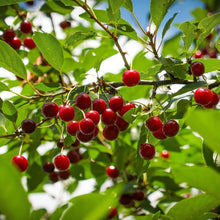Red cherries on a romeo and juliet cherry tree branch with green leaves