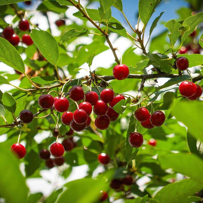 Red cherries on a romeo and juliet cherry tree branch with green leaves