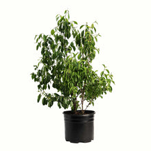 A potted young romeo and juliet cherry tree with green leaves and a bamboo stake, in a black plastic nursery pot, isolated on a white background.