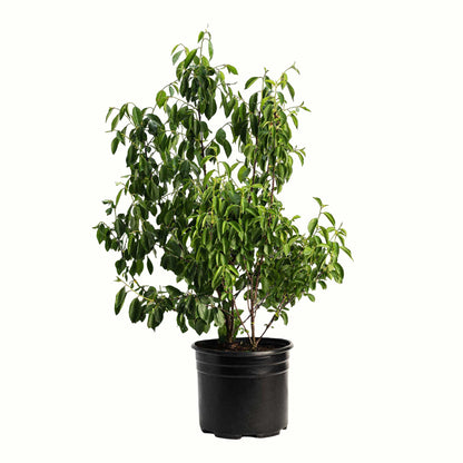 A potted young romeo and juliet cherry tree with green leaves and a bamboo stake, in a black plastic nursery pot, isolated on a white background.