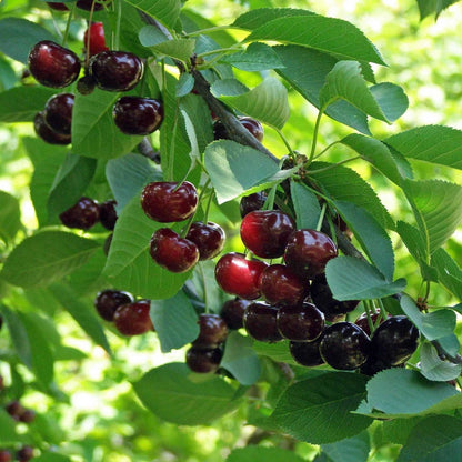 Ripe cherries on a romeo and juliet cherry tree branch with green leaves