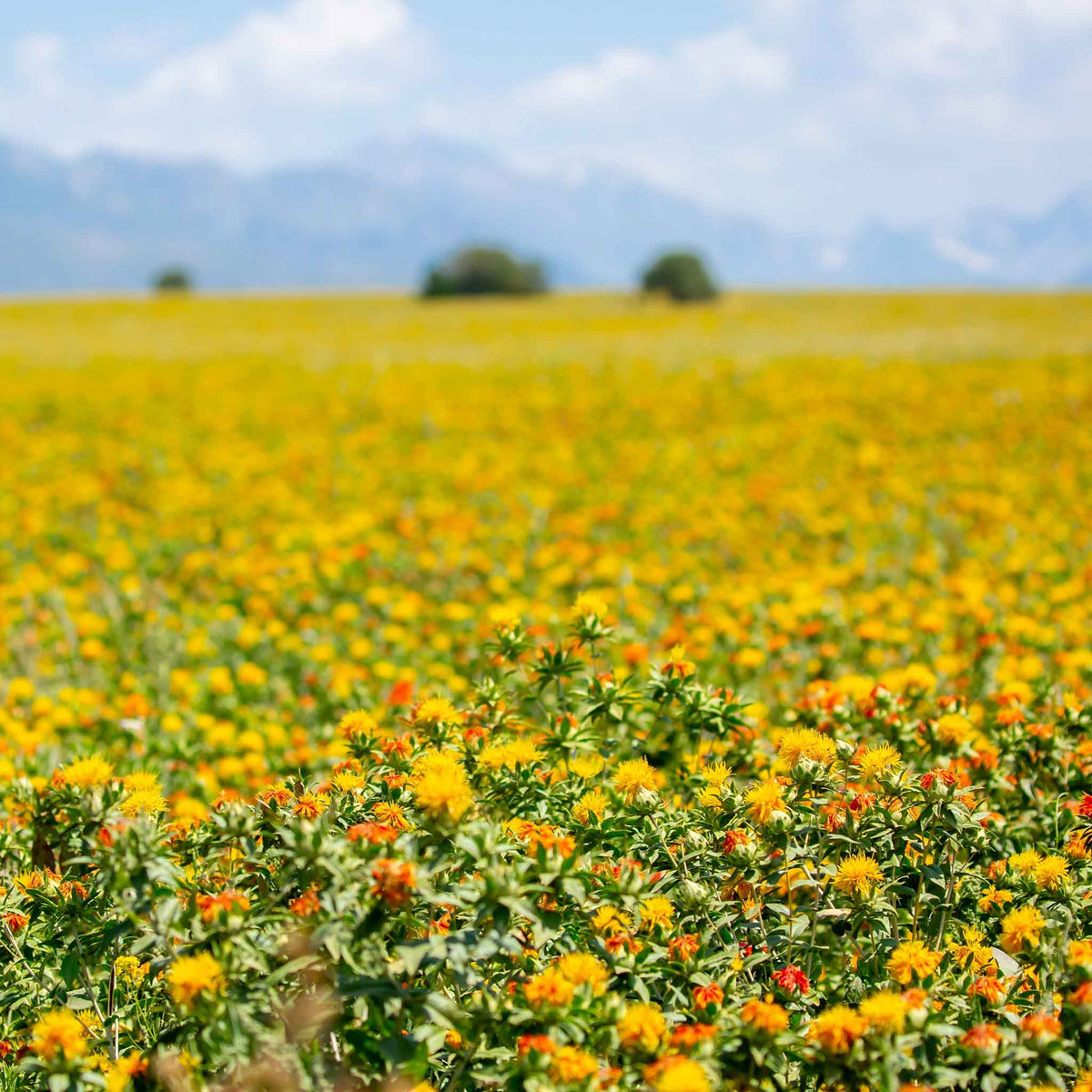 Close-up of safflower plant with a vibrant orange bloom and green leaves.