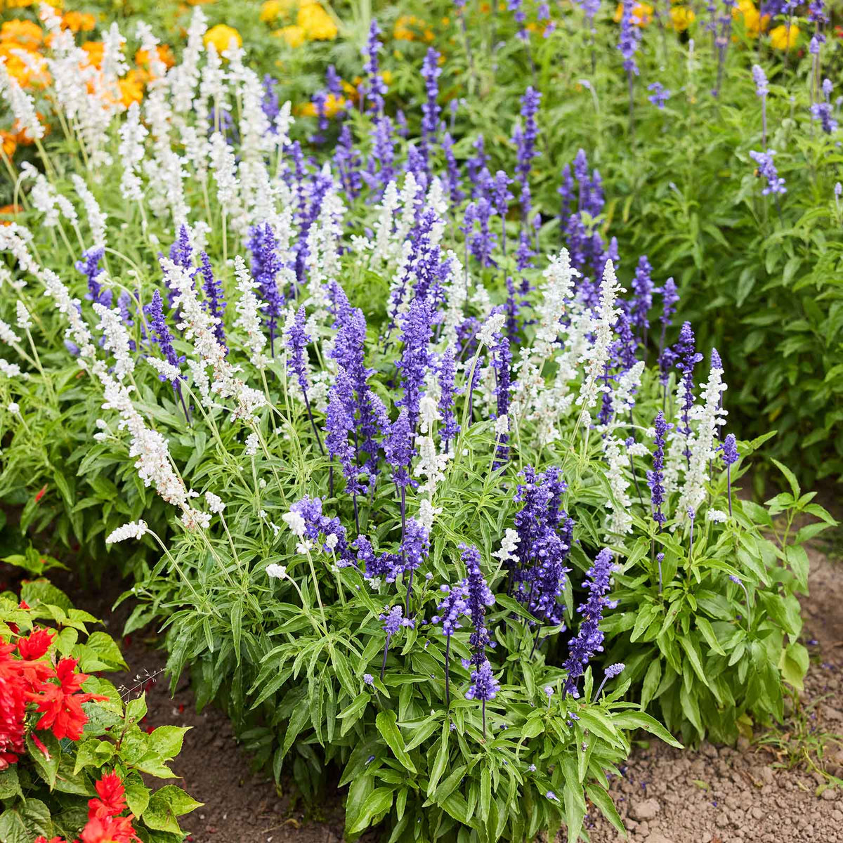 Blue and white sage mix growing in a garden setting with marigolds in the background