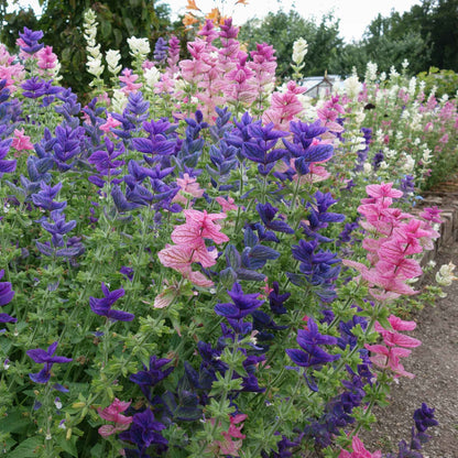 Clary Sage White Swan white and pink flowers on a blurred purple-green background