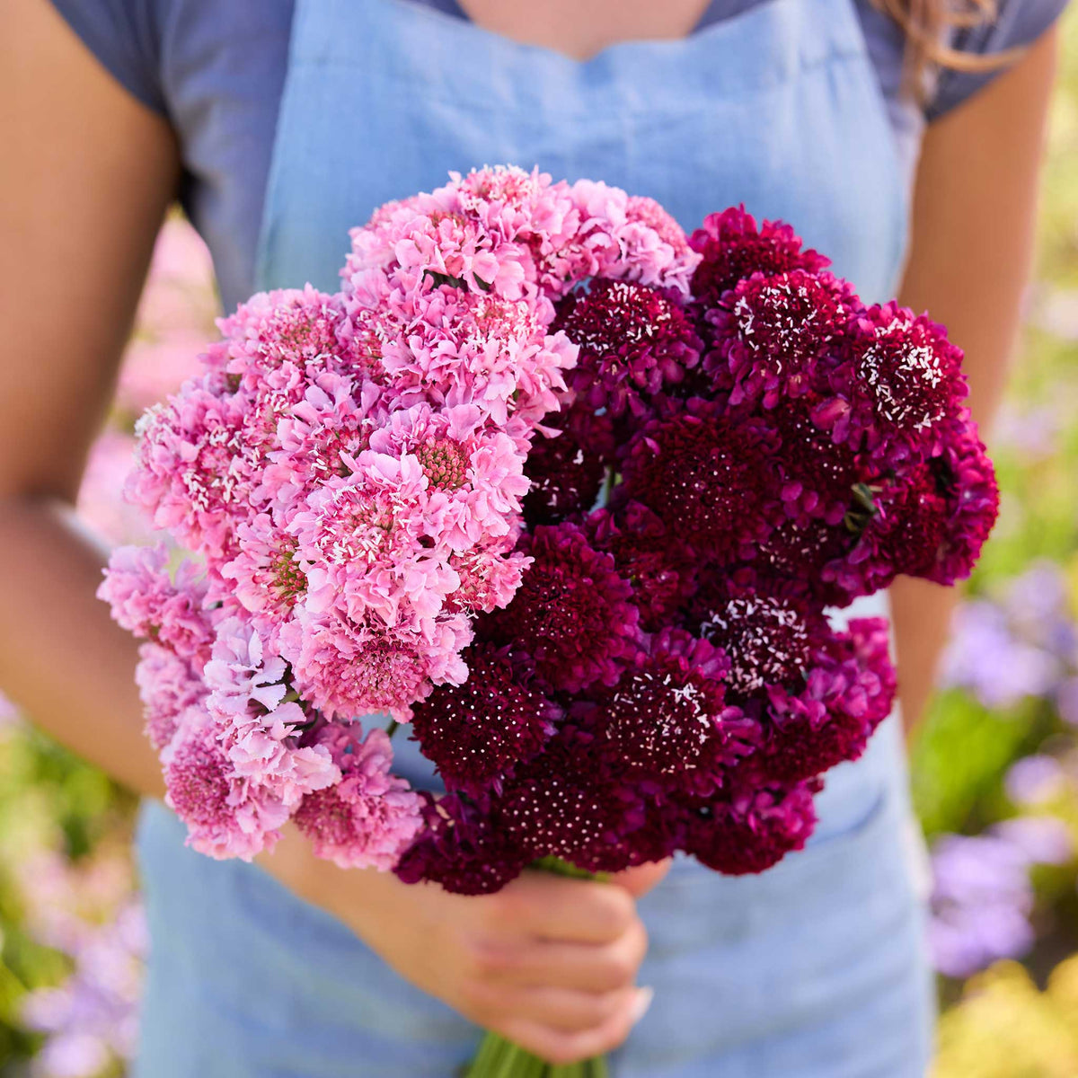 Person holding a bouquet of pink and red flowers from the scabiosa bundle king and queen in a natural setting