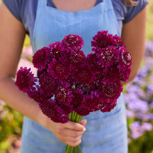 Person holding a bouquet of red flowers from the scabiosa summer fruits bundle in a natural setting