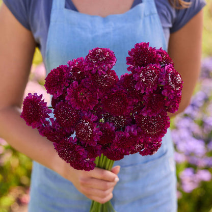 Person holding a bouquet of red flowers from the scabiosa summer fruits bundle in a natural setting
