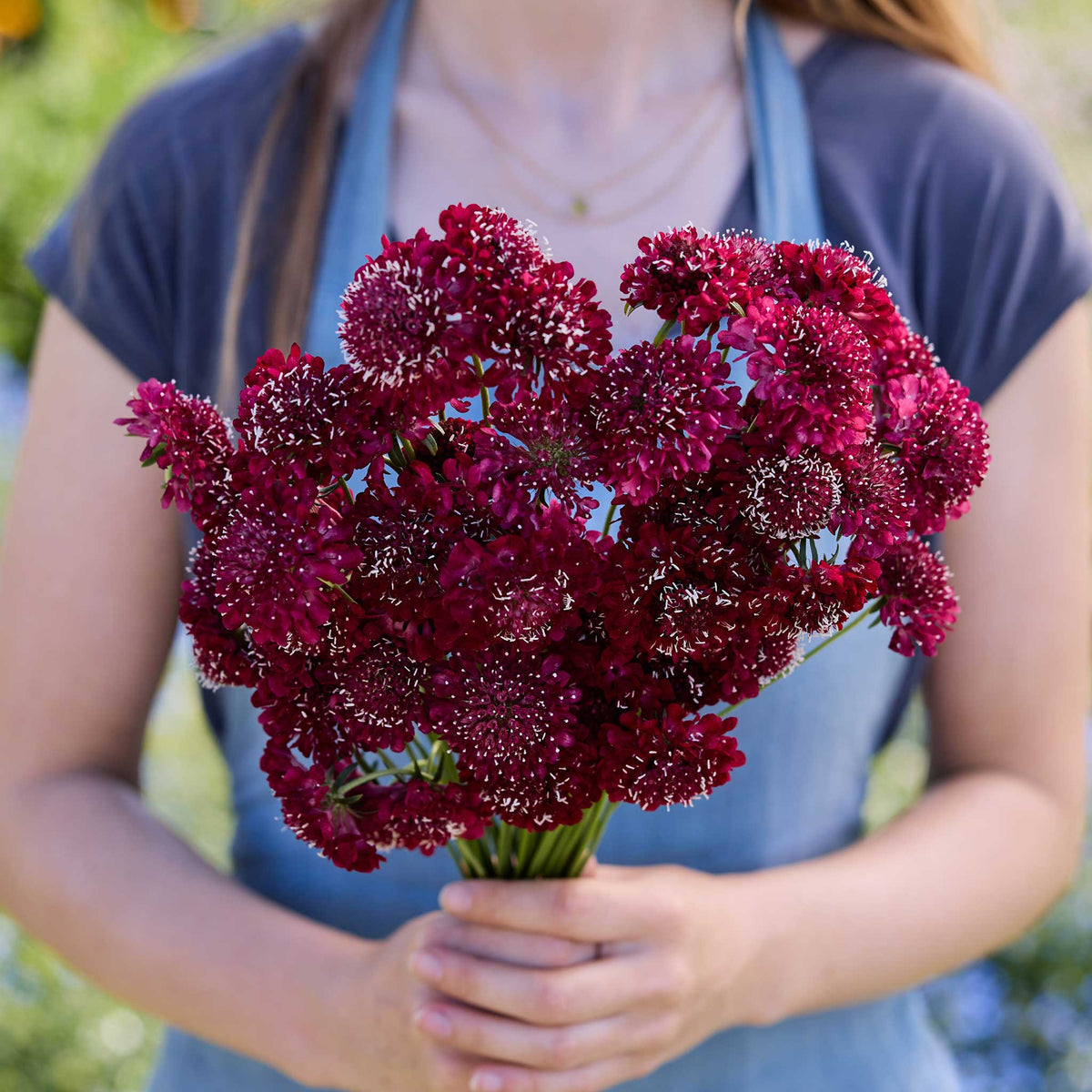 A person holding a bouquet of scabiosa fire king flowers in a garden setting.